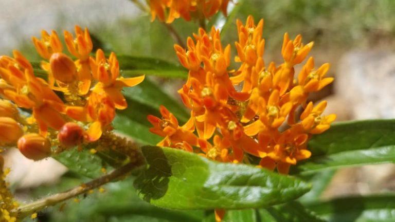 Orange Butterfly Weed photo