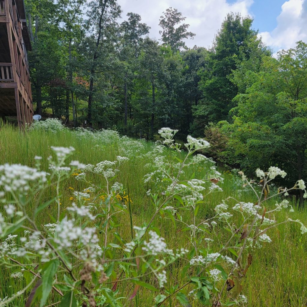 Prairie Meadow