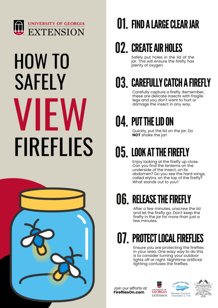 How to Safely View Fireflies